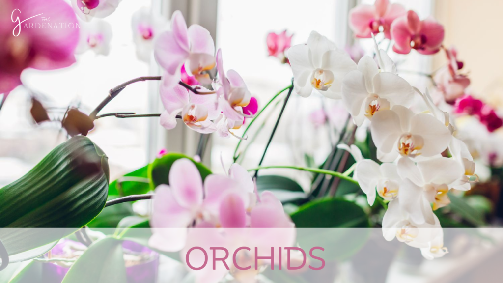 Orchids by the gardenation