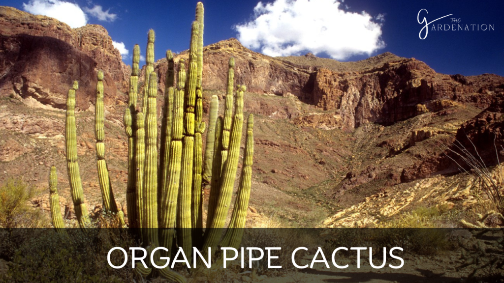 Organ Pipe Cactus by the gardenation