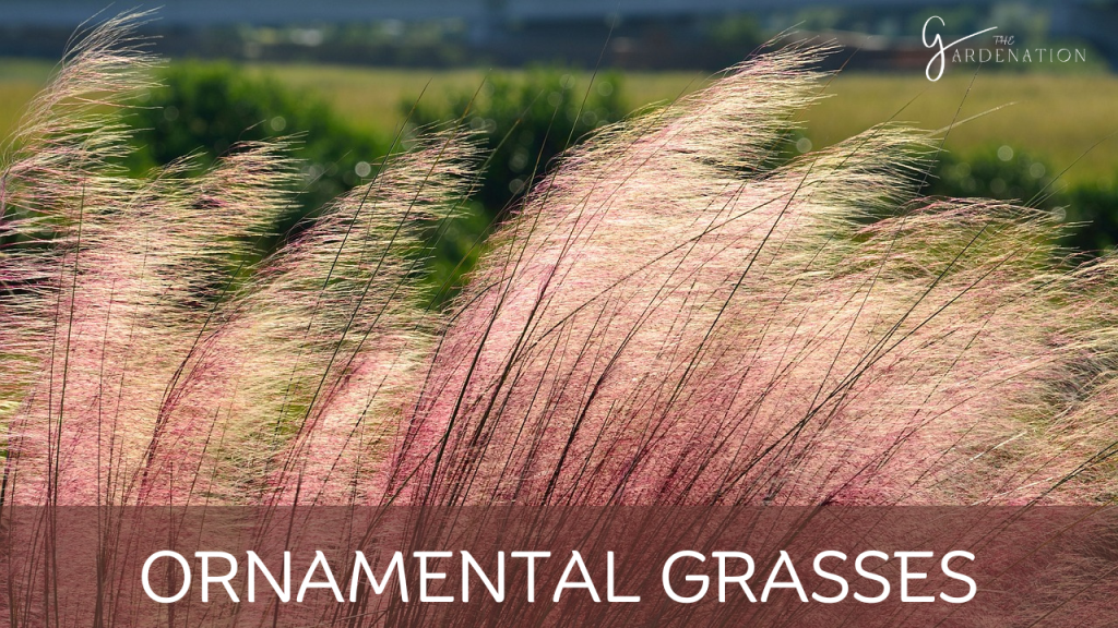 Ornamental Grasses by the gardenation