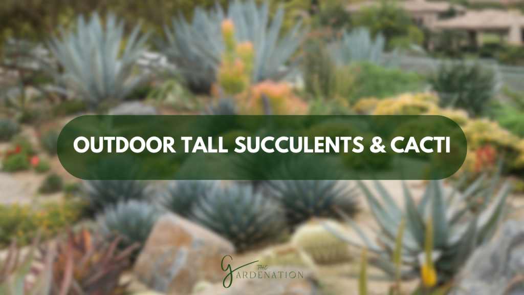 Outdoor Tall Succulents and Cacti by the gardention