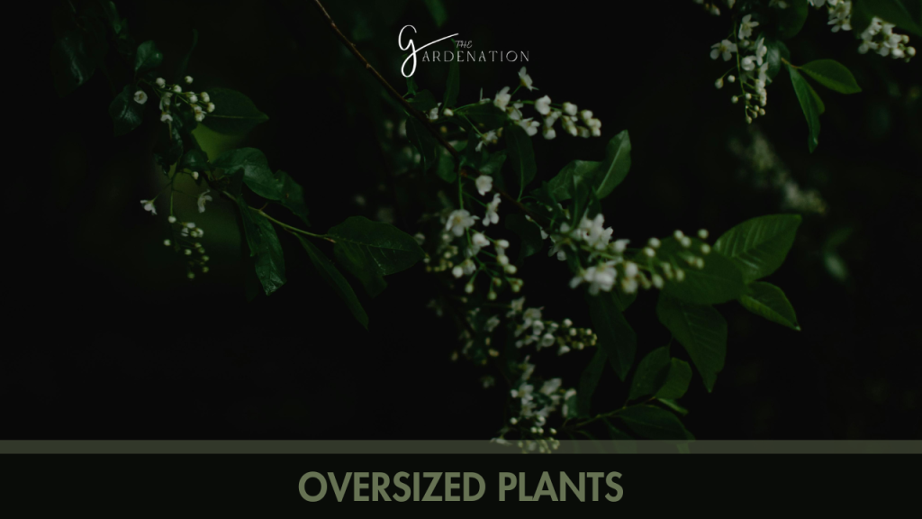  Oversized Plants
