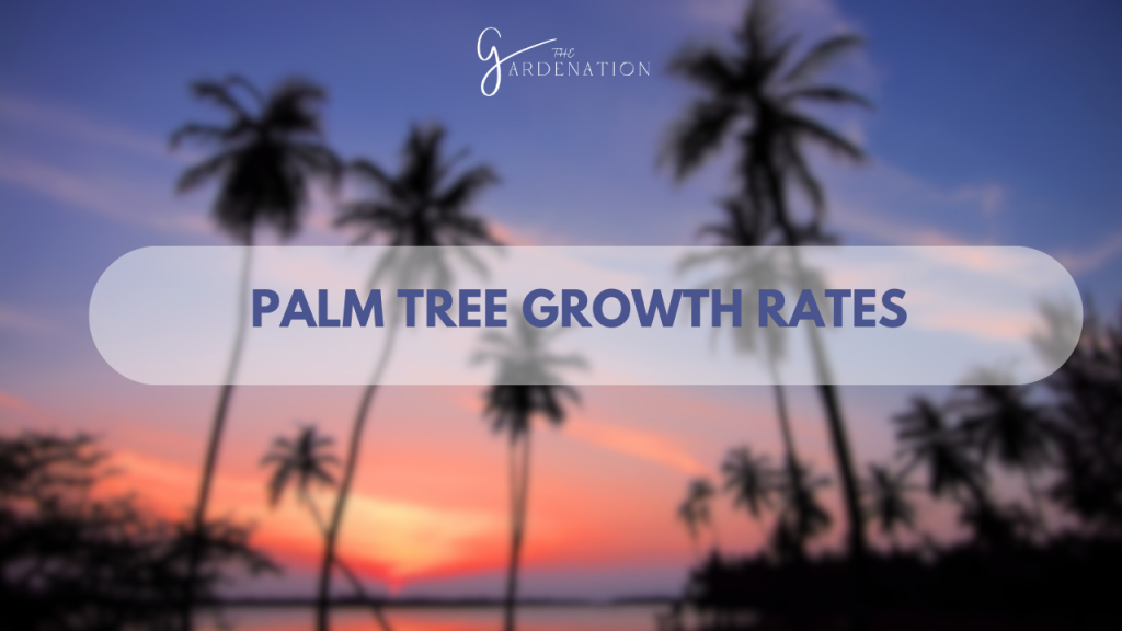 Palm Tree Growth Rates by the gardenation