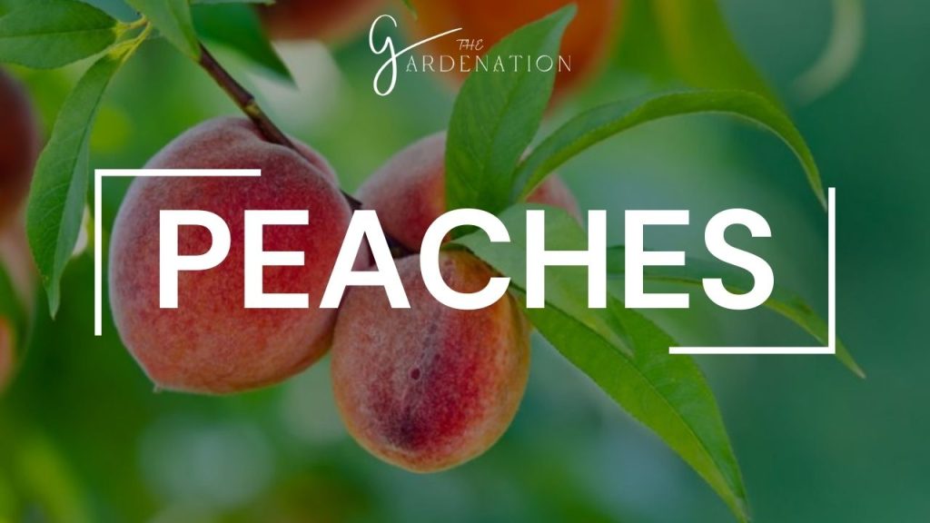 Peaches 