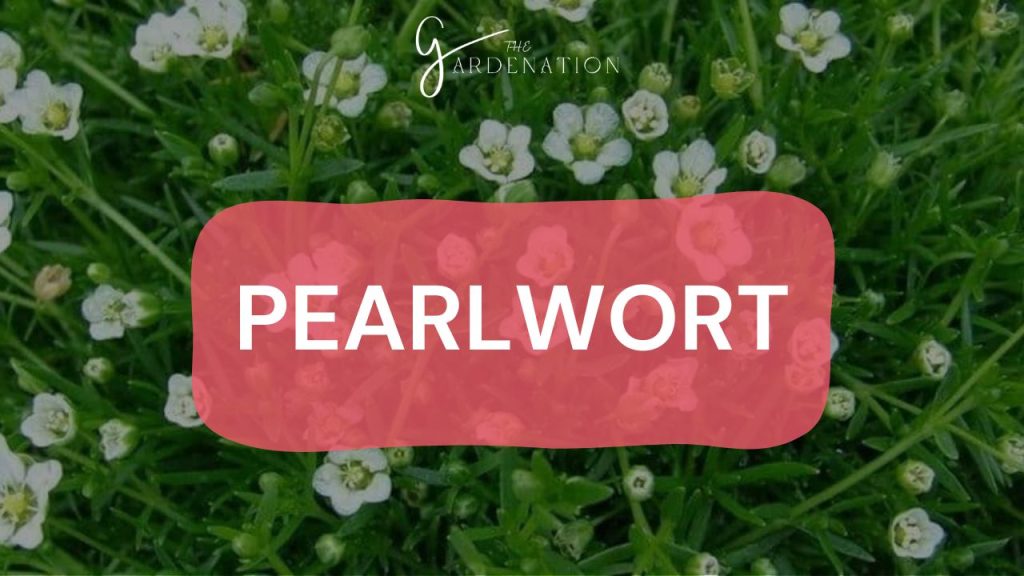 Pearlwort (Sagina procumbens)