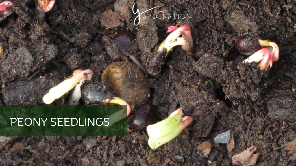 Peony Seedlings: 