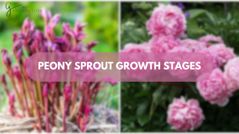 Peony-Sprout-Growth-Stages