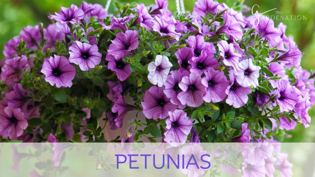 Petunias by the gardenation