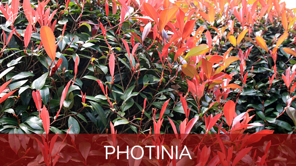 Photinia by the gardenation