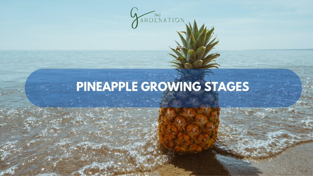 Pineapple-Growing-Stages