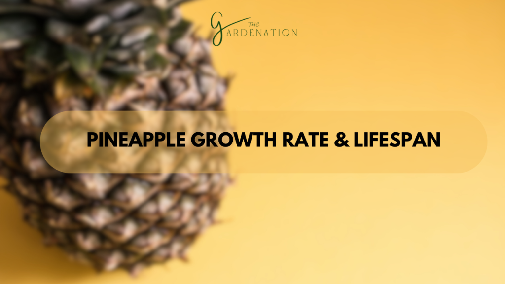 Pineapple Growth Rate and Lifespan by the gardenation
