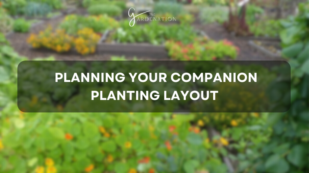 Planning Your Companion Planting Layout