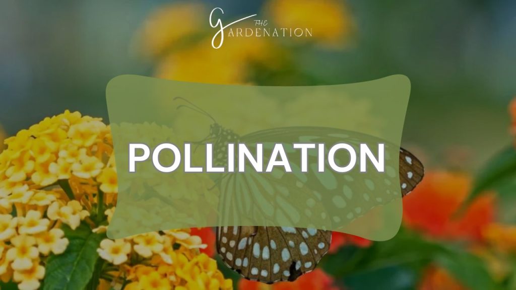 Pollination  
