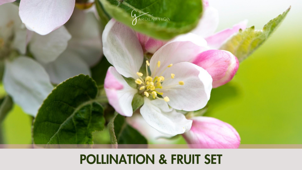 5. Pollination & Fruit Set   
