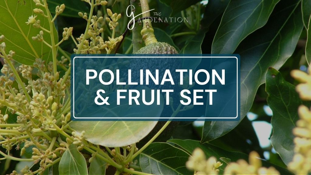 Pollination & Fruit Set