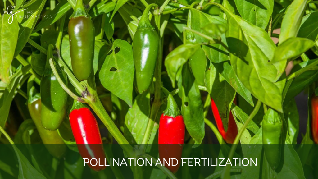 Pollination and Fertilization