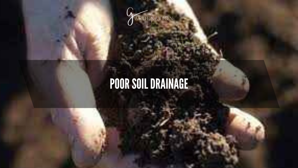 Poor Soil Drainage