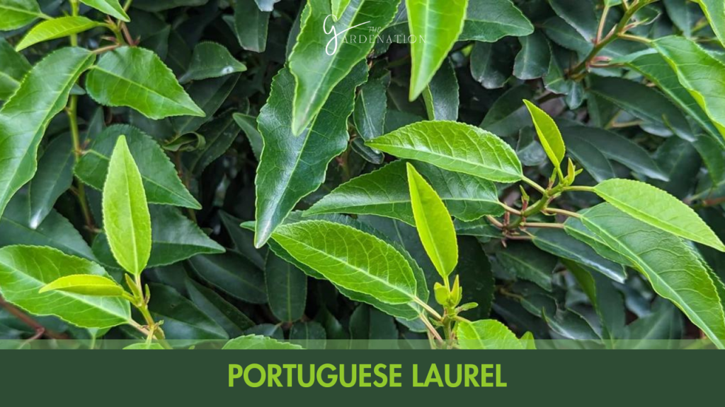  Portuguese Laurel (Prunus lusitanica)