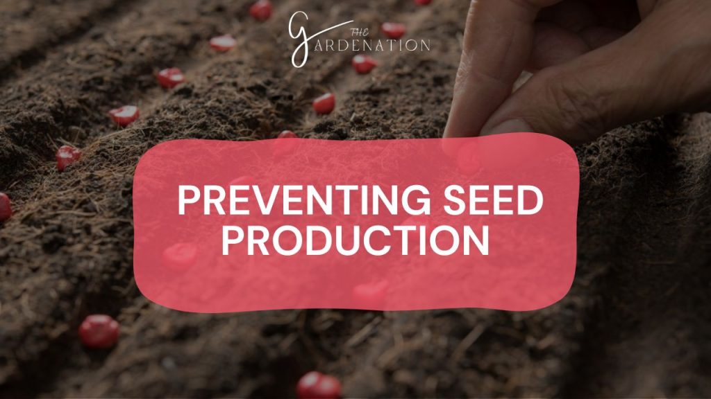  Preventing Seed Production