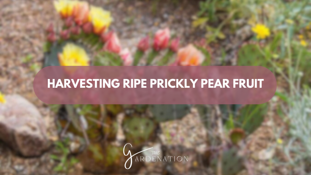 Harvesting Ripe Prickly Pear Fruit  