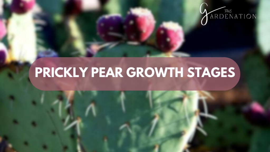 Prickly Pear Growth Stages 