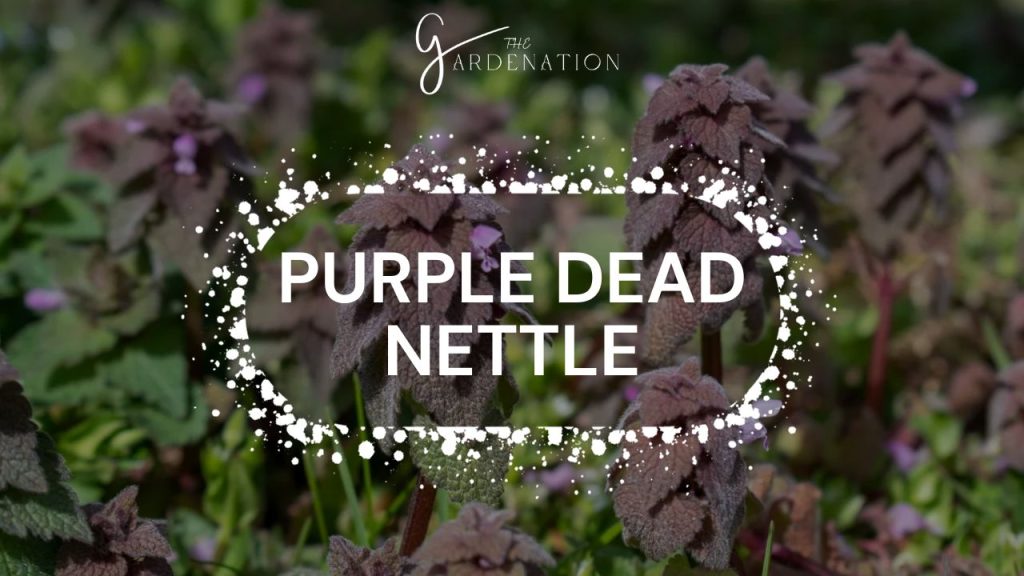 Purple Dead Nettle