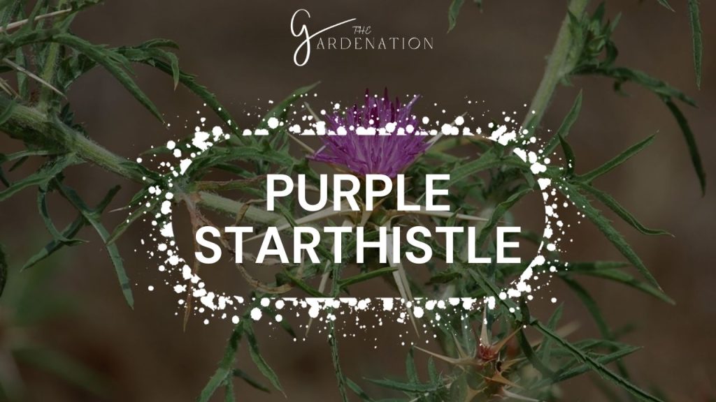 Purple Starthistle