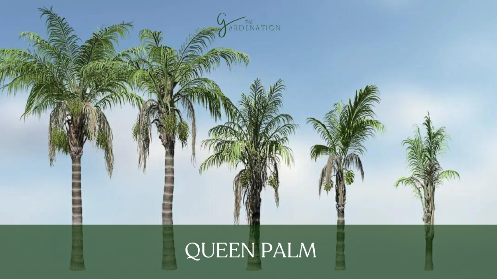 Queen Palm by the gardenation