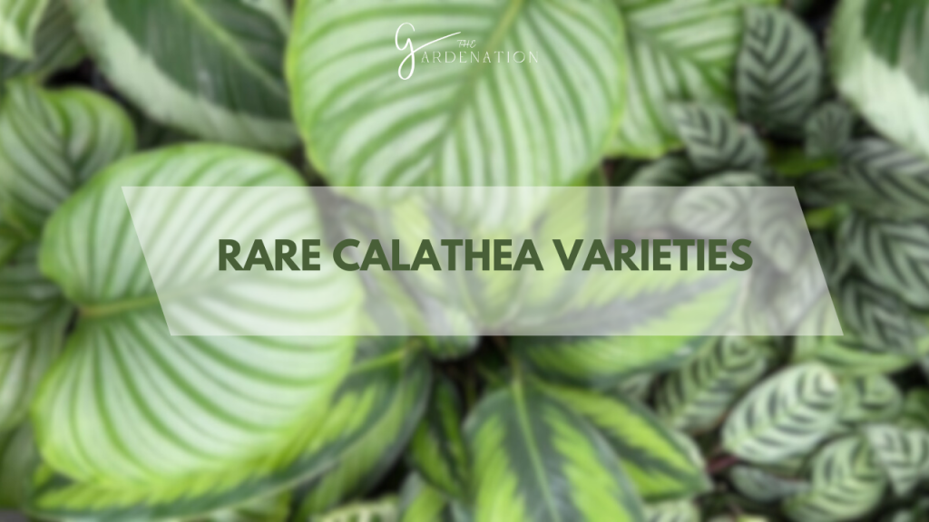 Rare Calathea Varieties