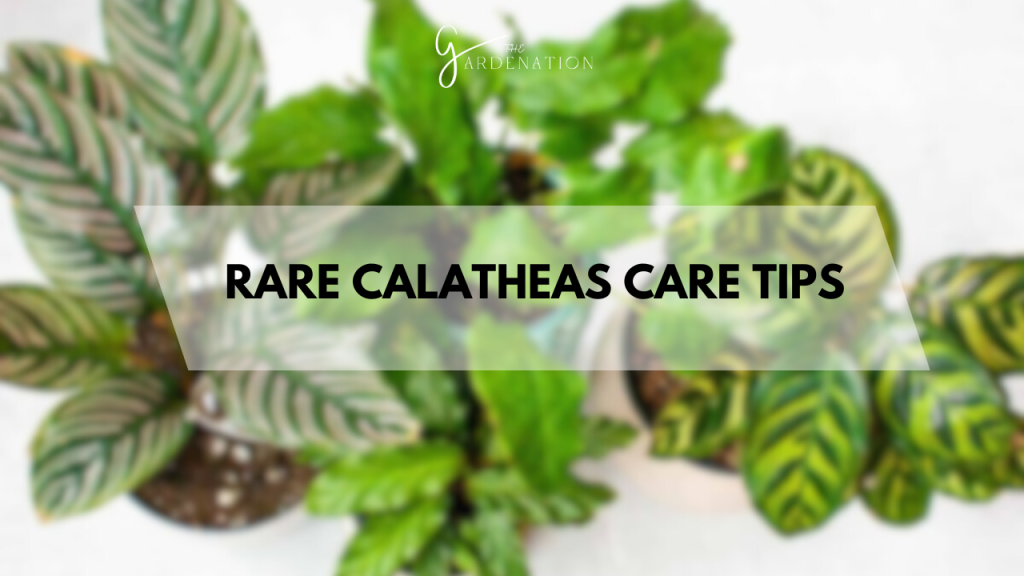 Rare Calatheas Care Tips