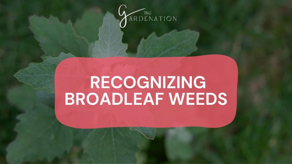  Recognizing Broadleaf Weeds