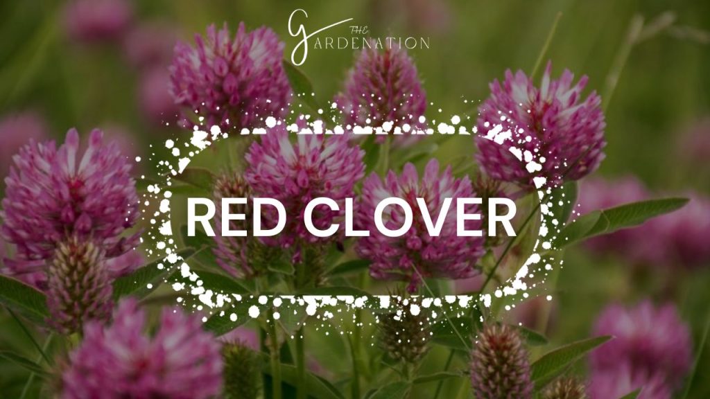 Red Clover 