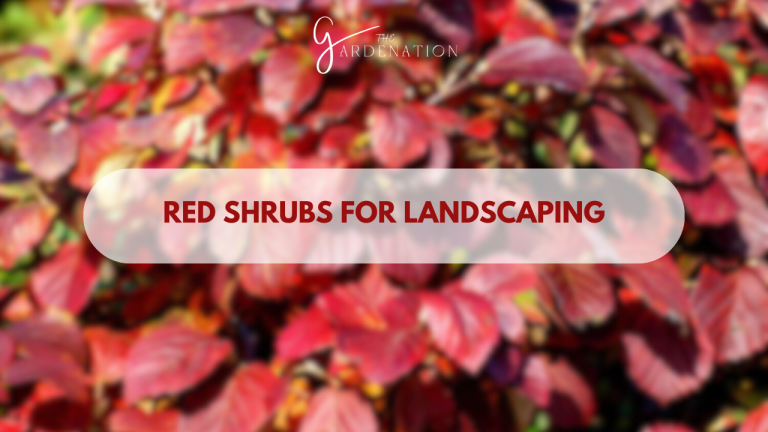 Red-Shrubs-for-Landscaping