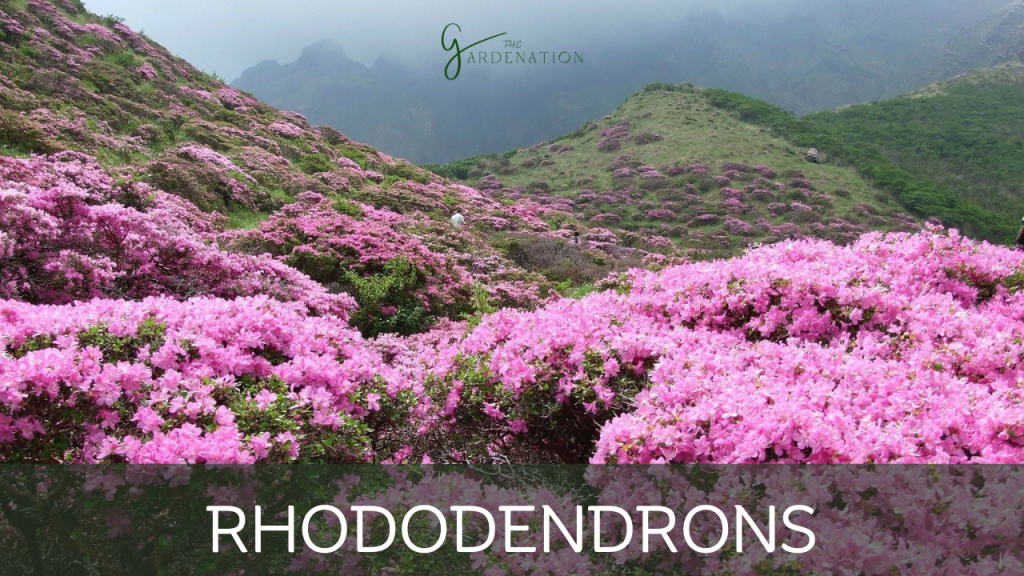 Rhododendrons by the gardenation