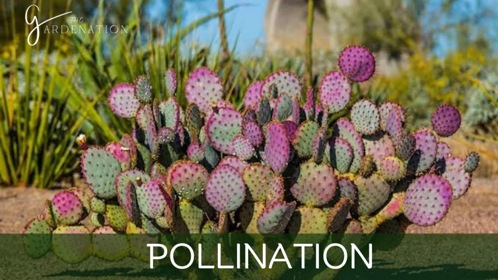 Pollination   