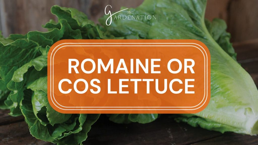  Romaine or Cos Lettuce