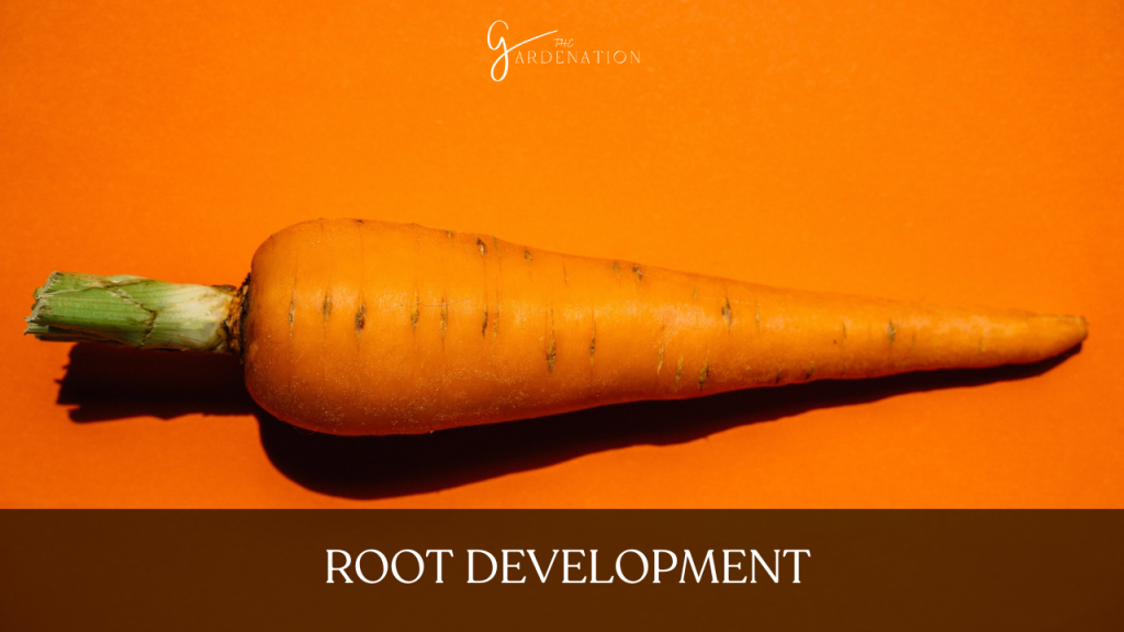 Root Development
