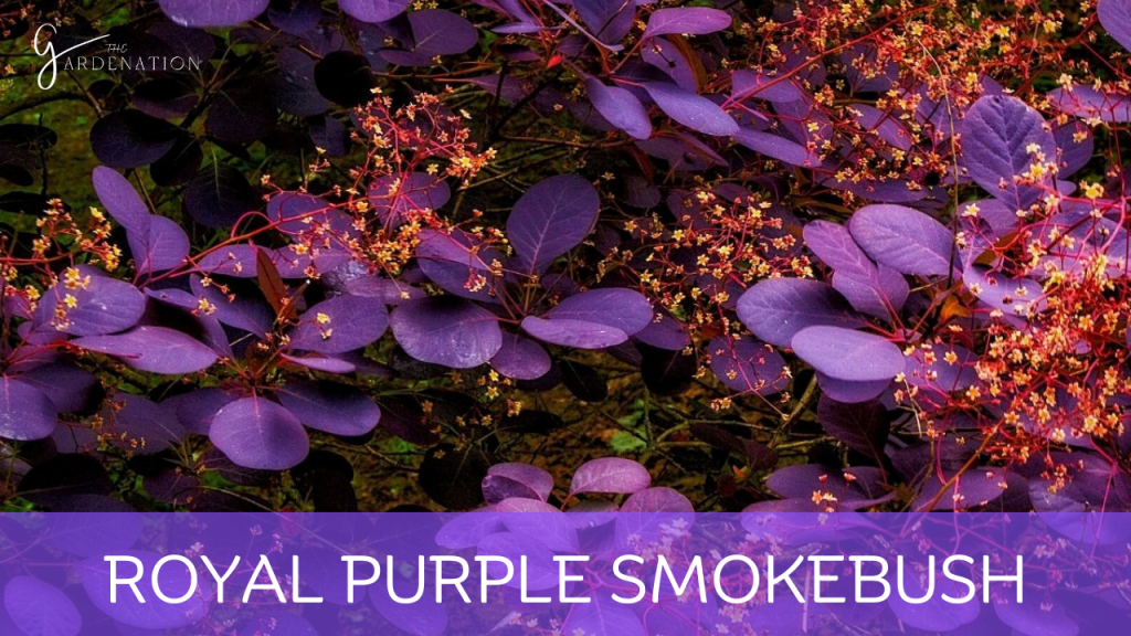 Royal Purple Smokebush by the gardenation