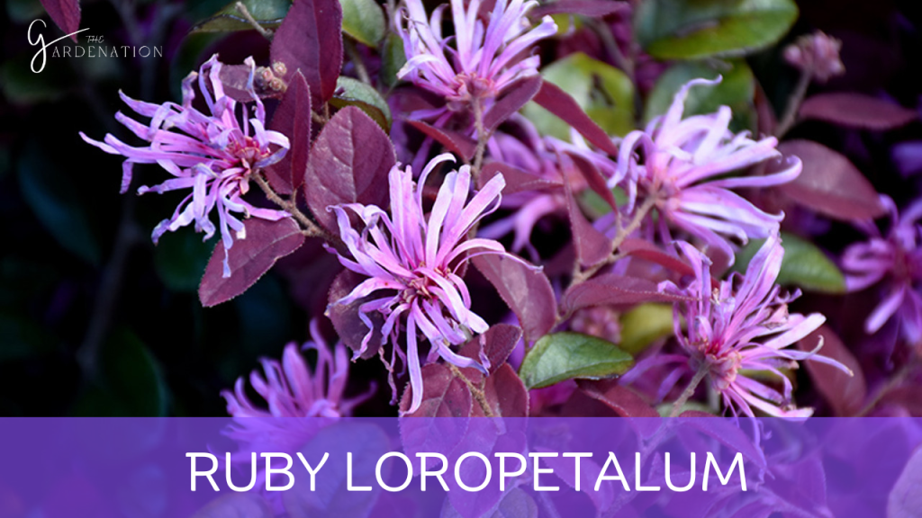 Ruby Loropetalum by the gardenation