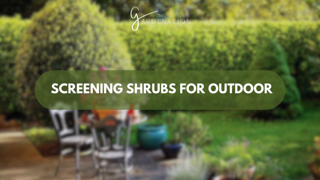 Screening Shrubs for Outdoor by the gardenation