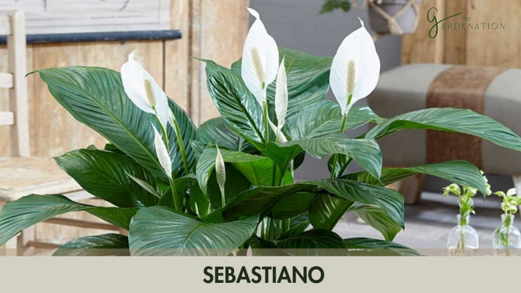 7. Sebastiano  