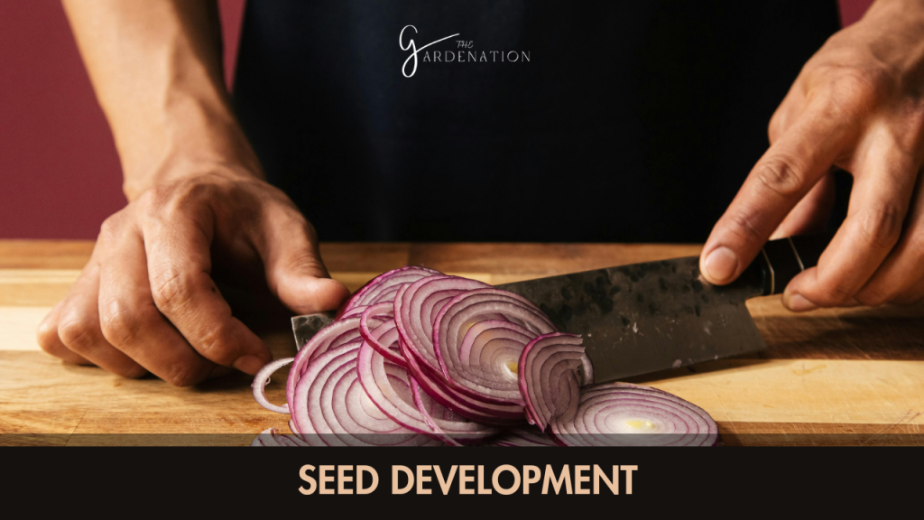 Seed Development