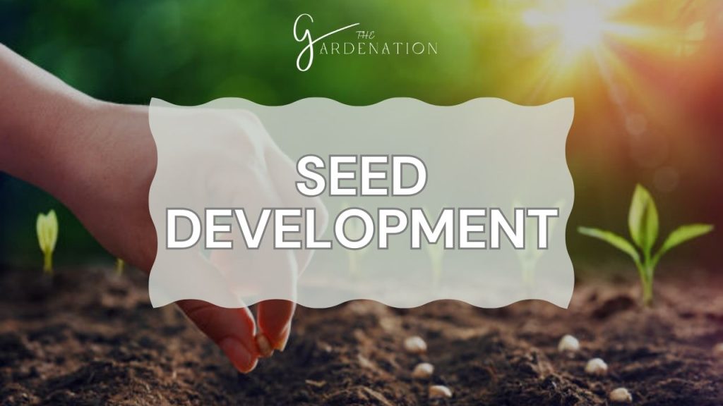 Seed Development  