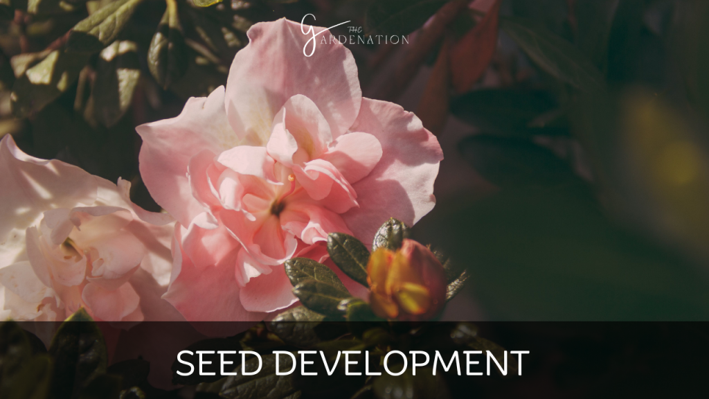 Seed Development