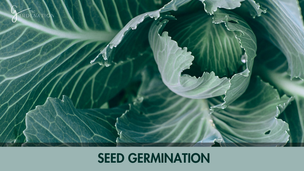  Seed Germination 
