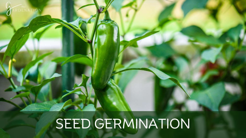 Seed Germination by the gardenation