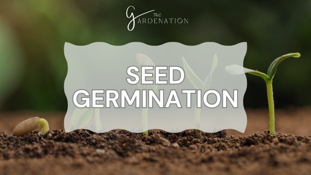 Seed Germination
