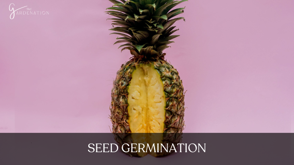 Seed Germination by the gardenation