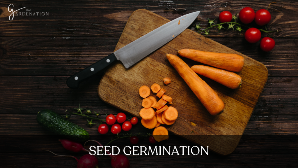 Seed Germination 