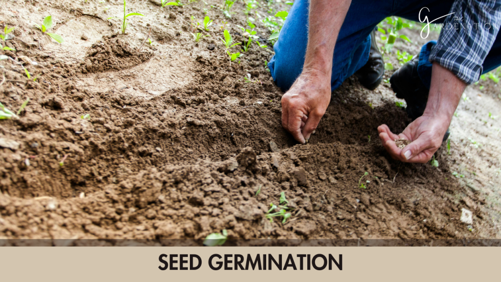 1. Seed Germination