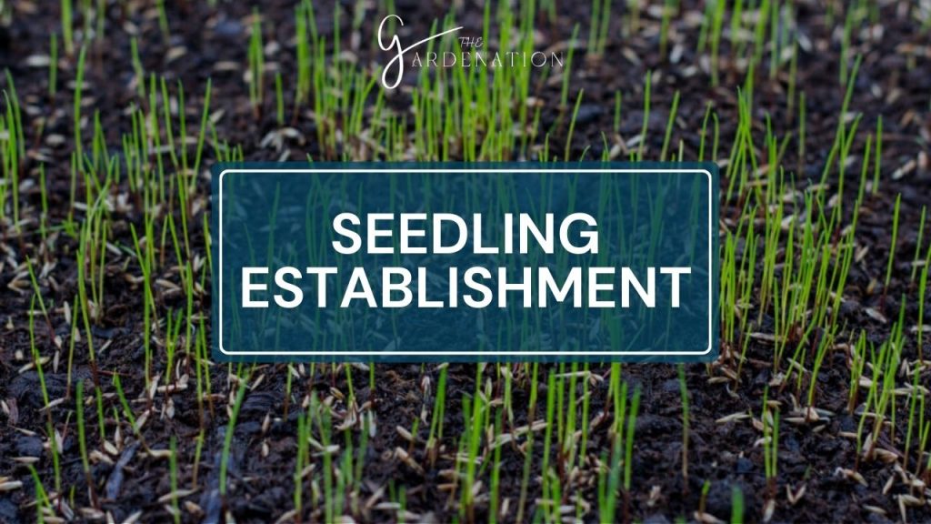 Seedling Establishment